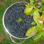 blueberries 1